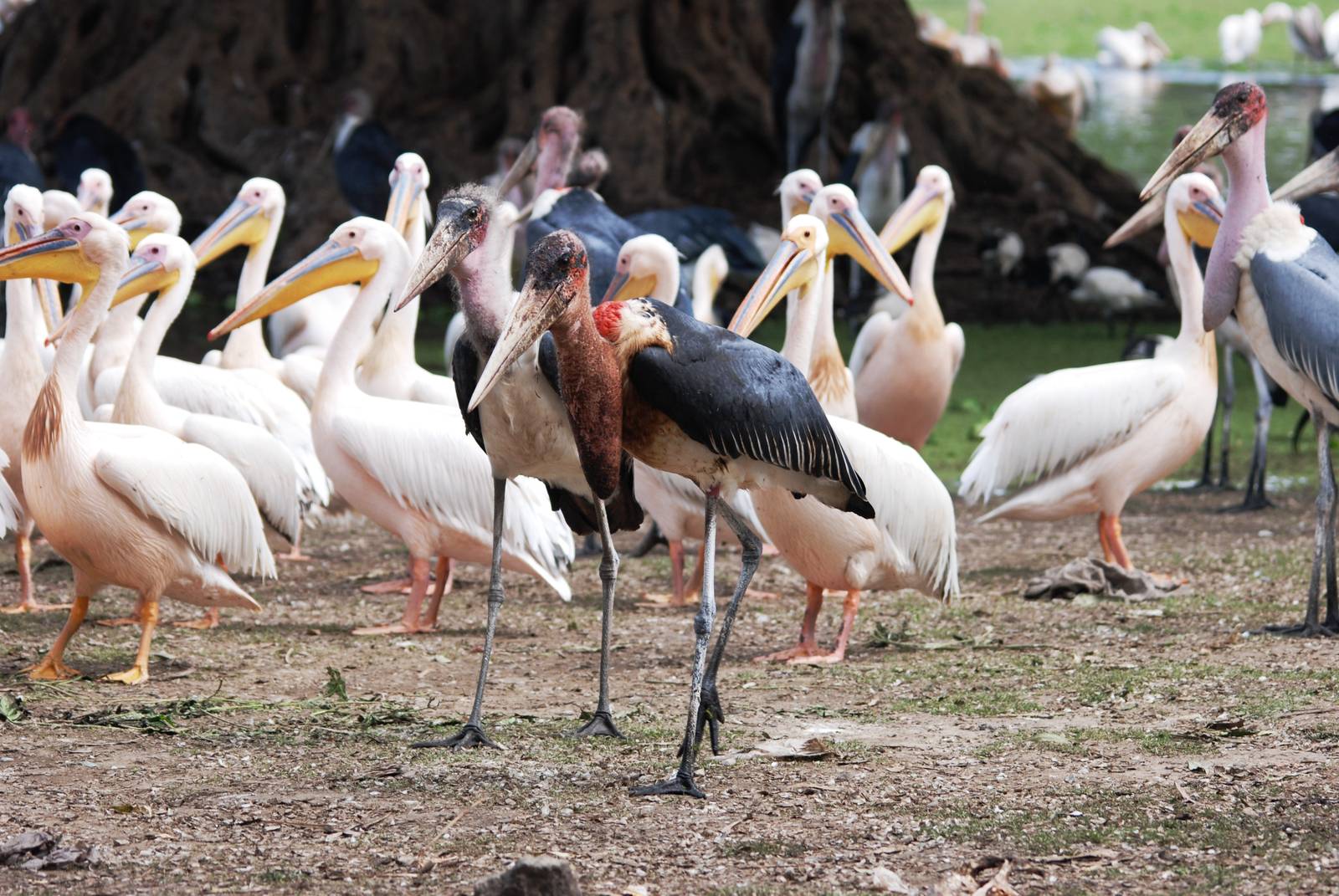 Great White Pelicans and Marabous at Ziway, 13/10/14