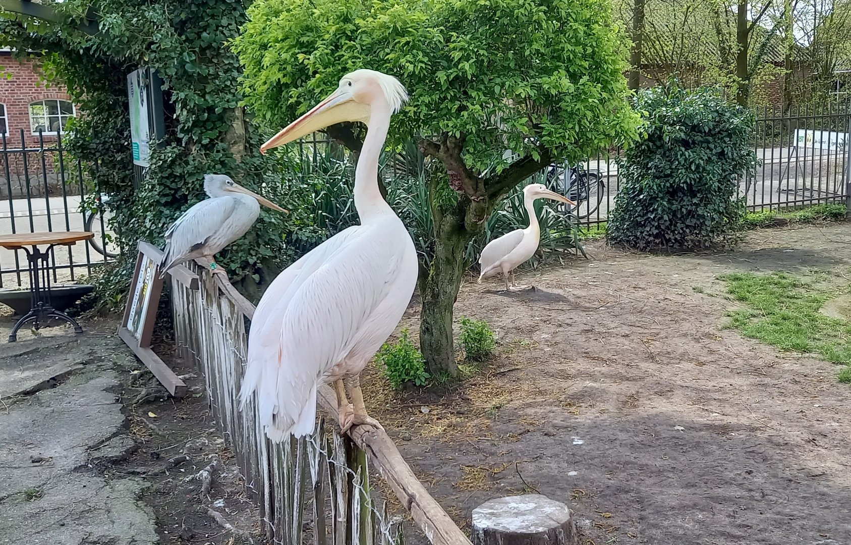 Great white pelicans and Pink-backed pelican