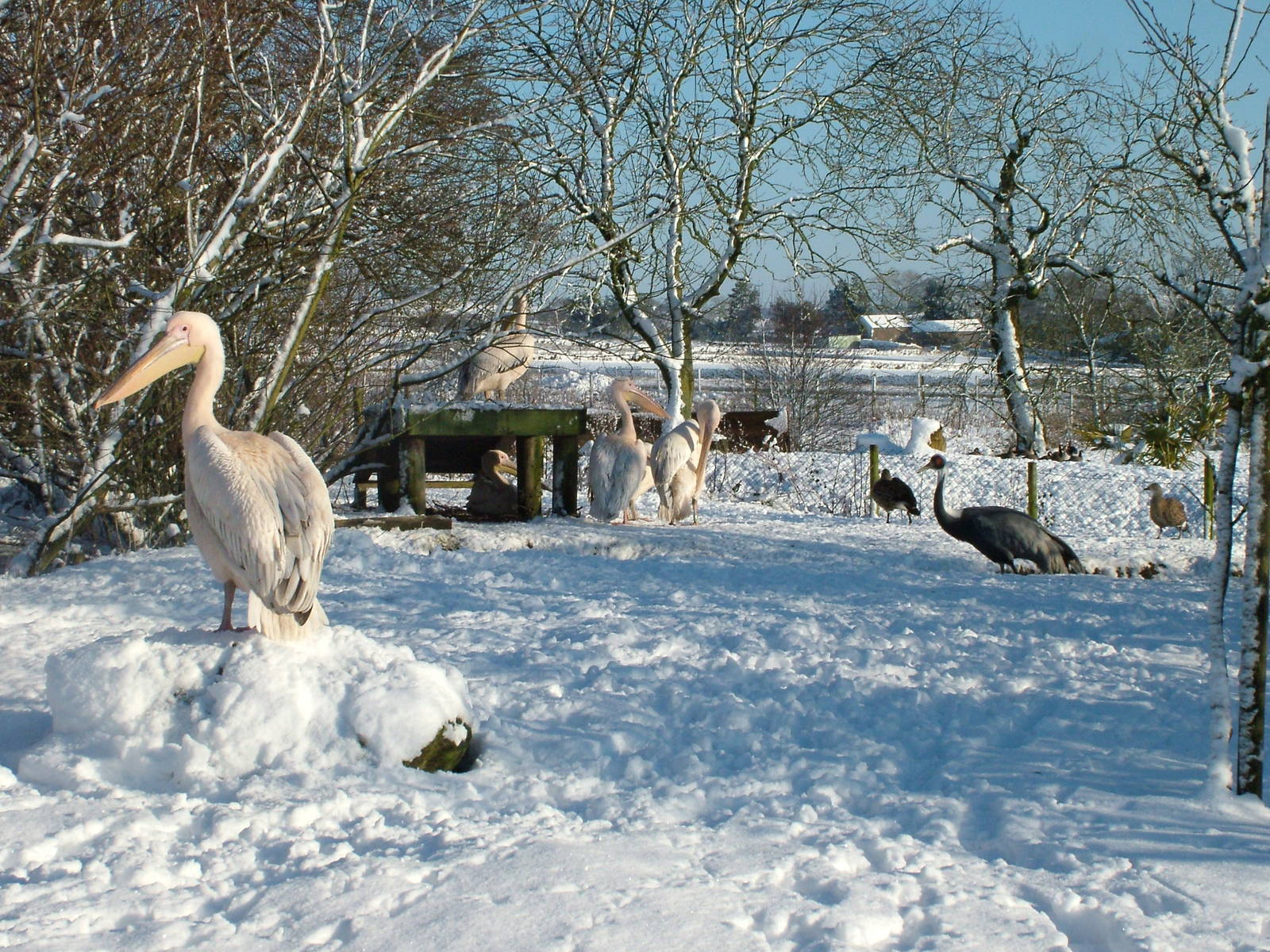 Great White Pelicans and White-naped Crane, Blackbrook in the Snow, 03/01/1