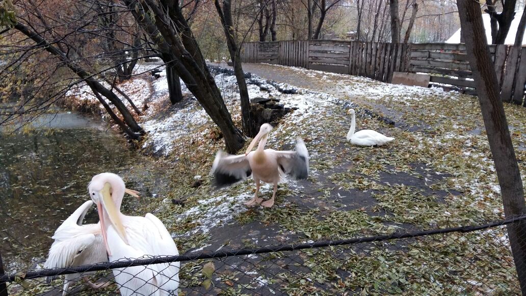 Great white pelicans and Whooper swan