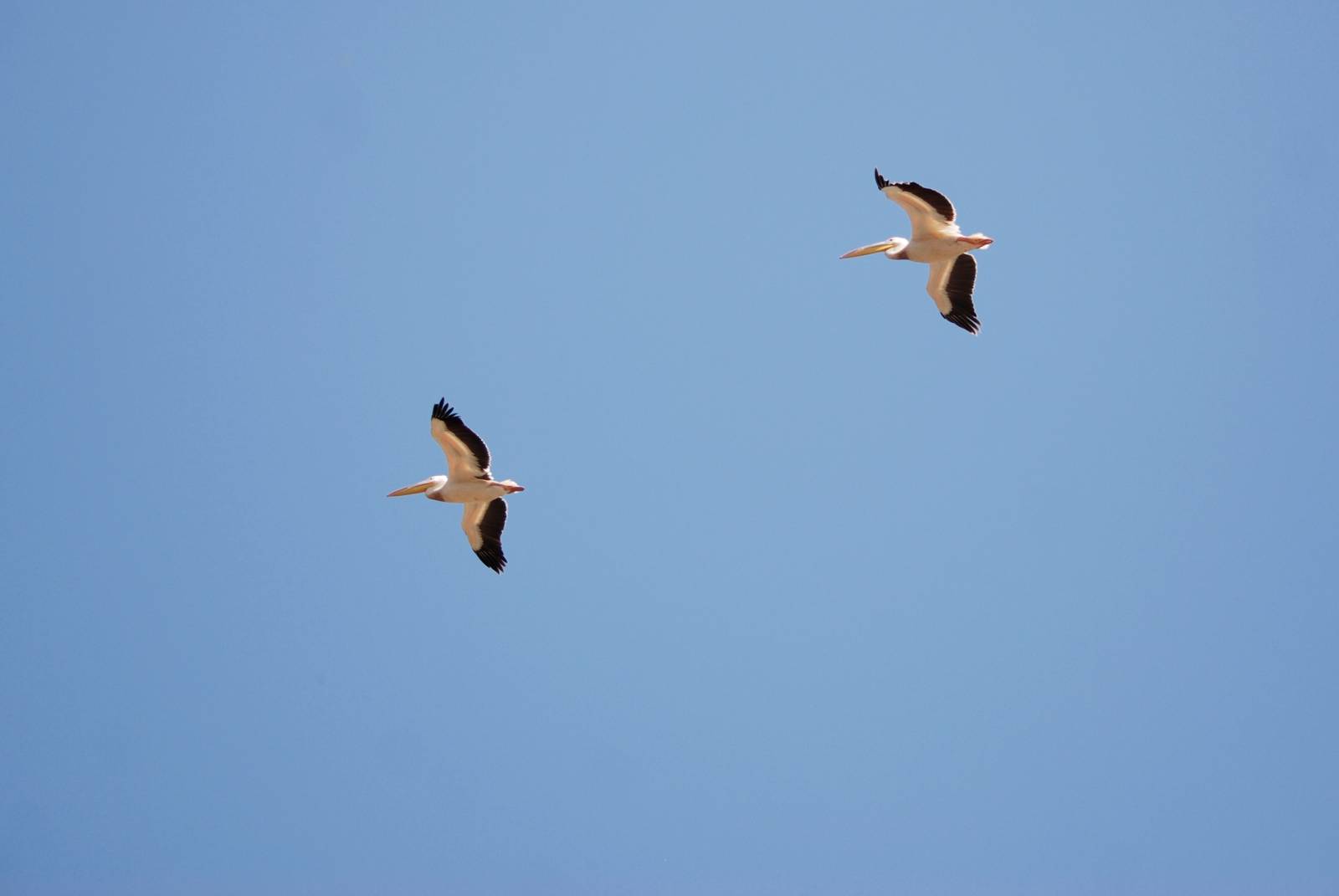 Great White Pelicans at Ziway, 13/10/14