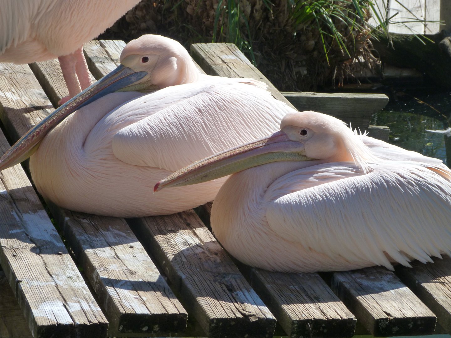 Great white pelicans -Faunia (2025)