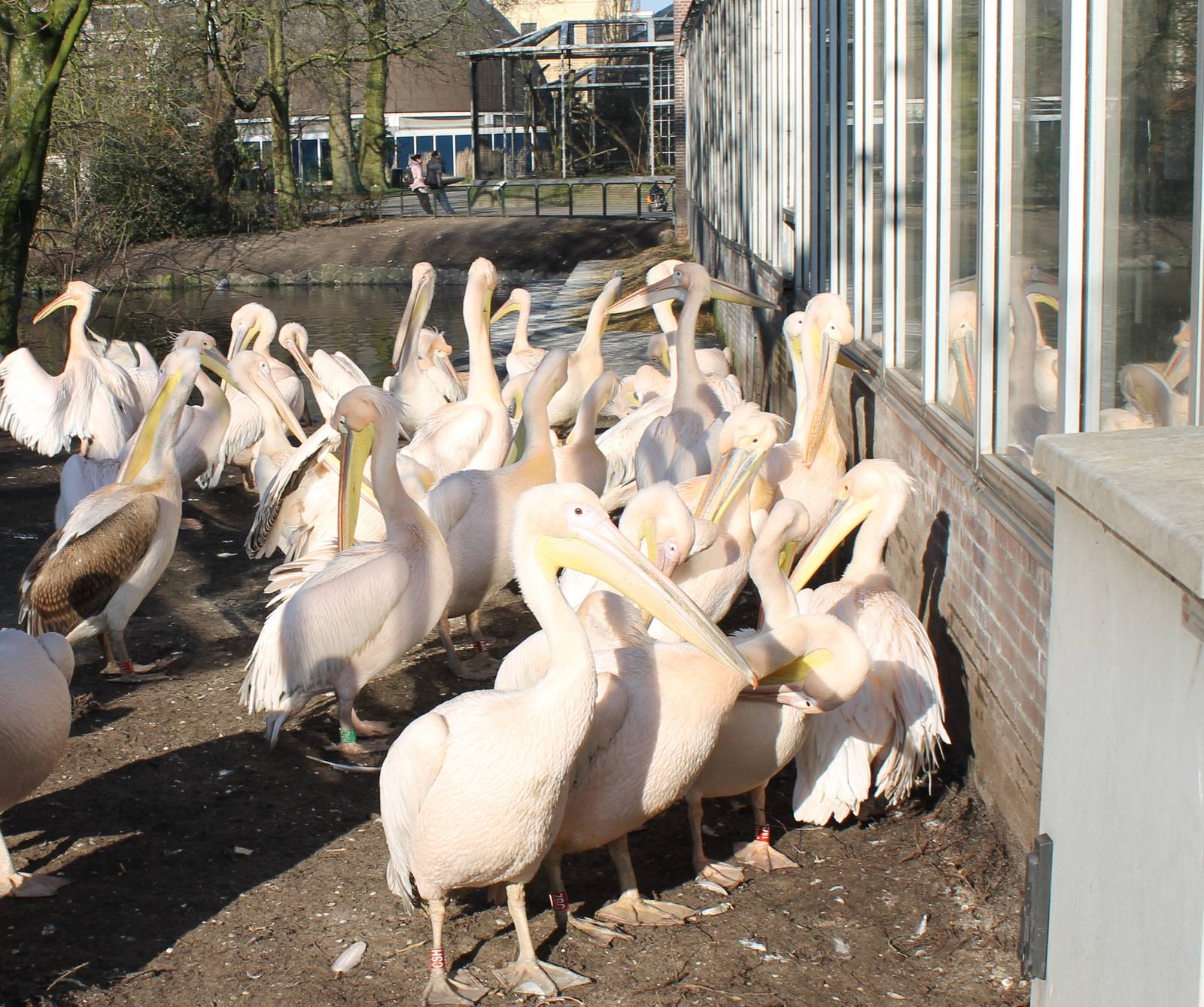 Great white pelicans in front of Reptilian house