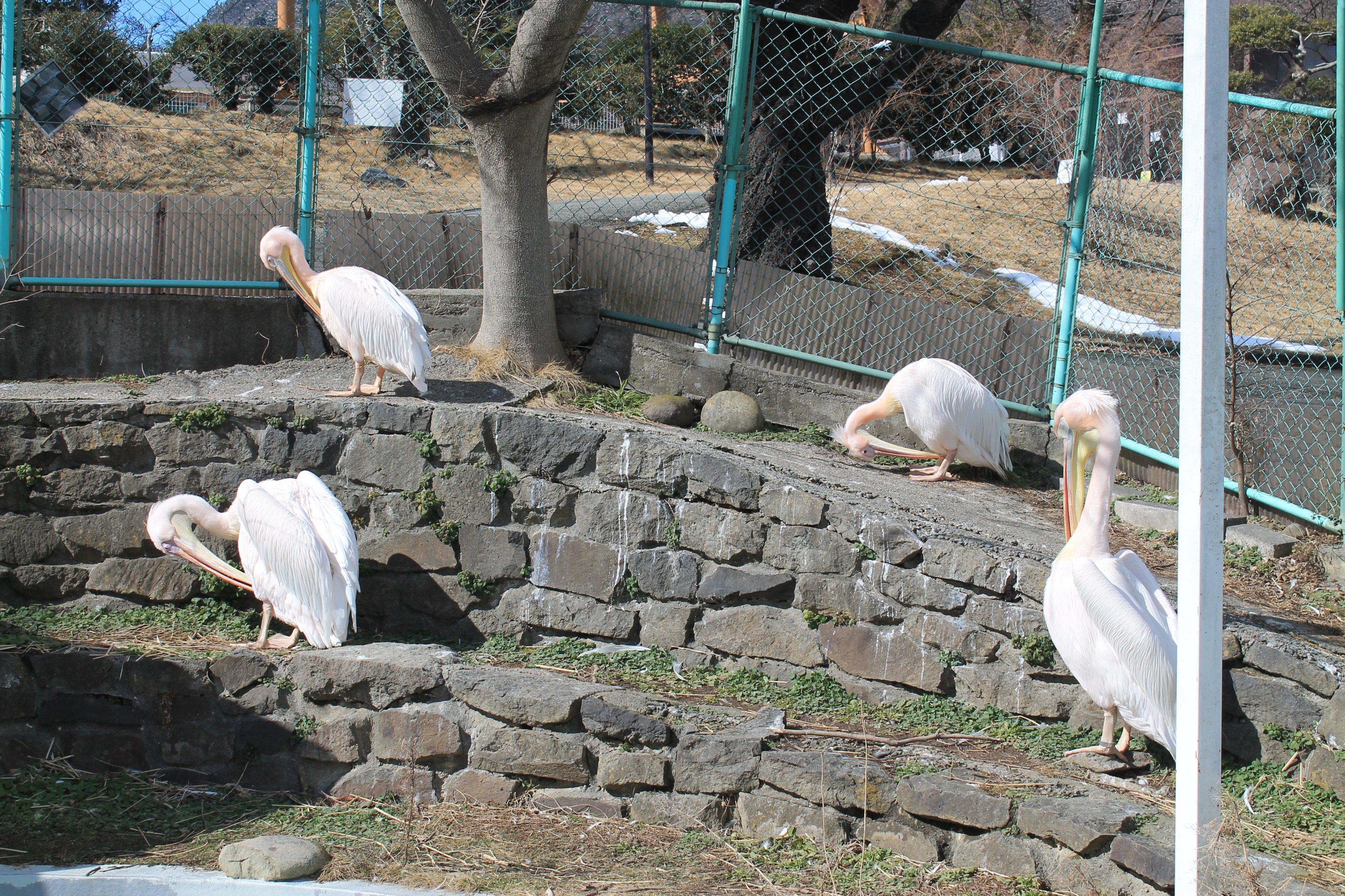 Great White Pelicans, Joyama Zoo