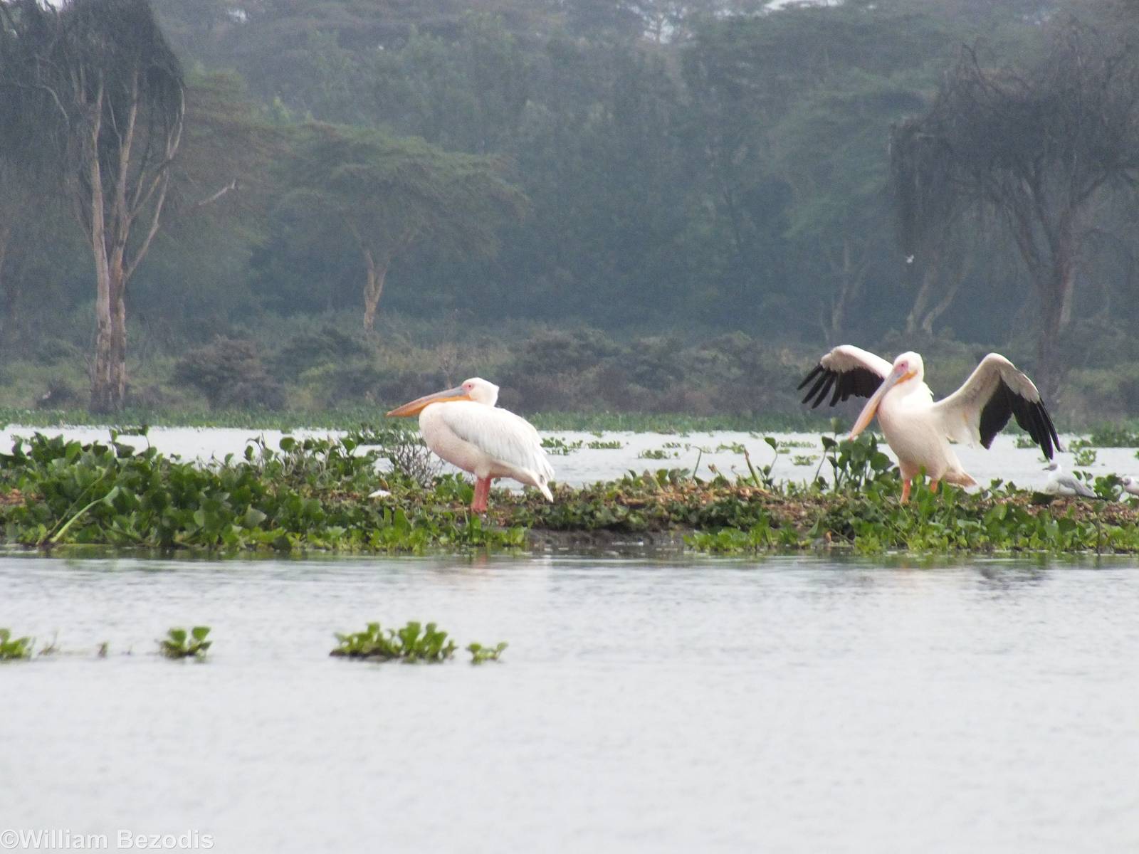 Great White Pelicans - Lake Naivasha