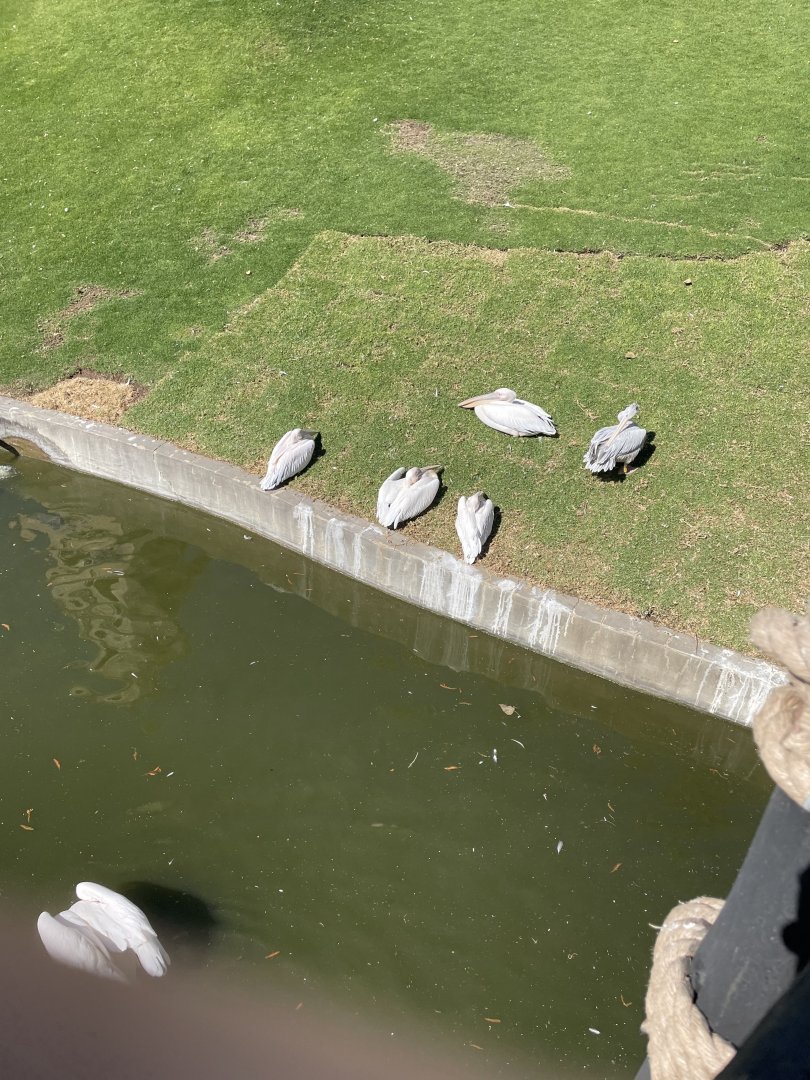 Great White Pelicans - May 2021