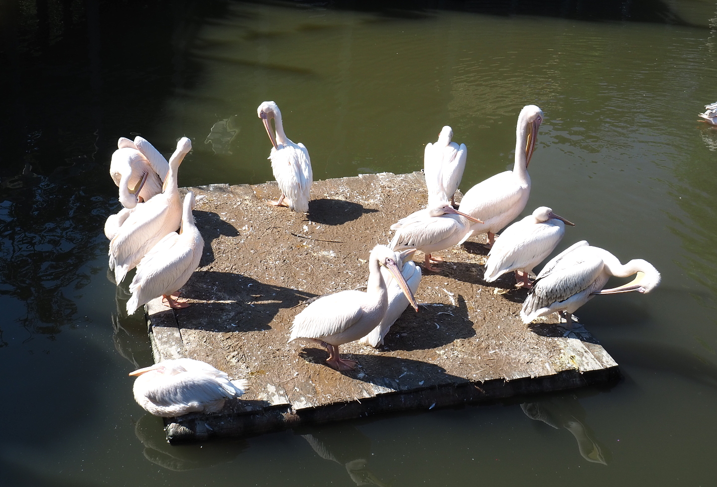 Great white pelicans on floating platform (Pelecanus onocrotalus), 2021-09-03