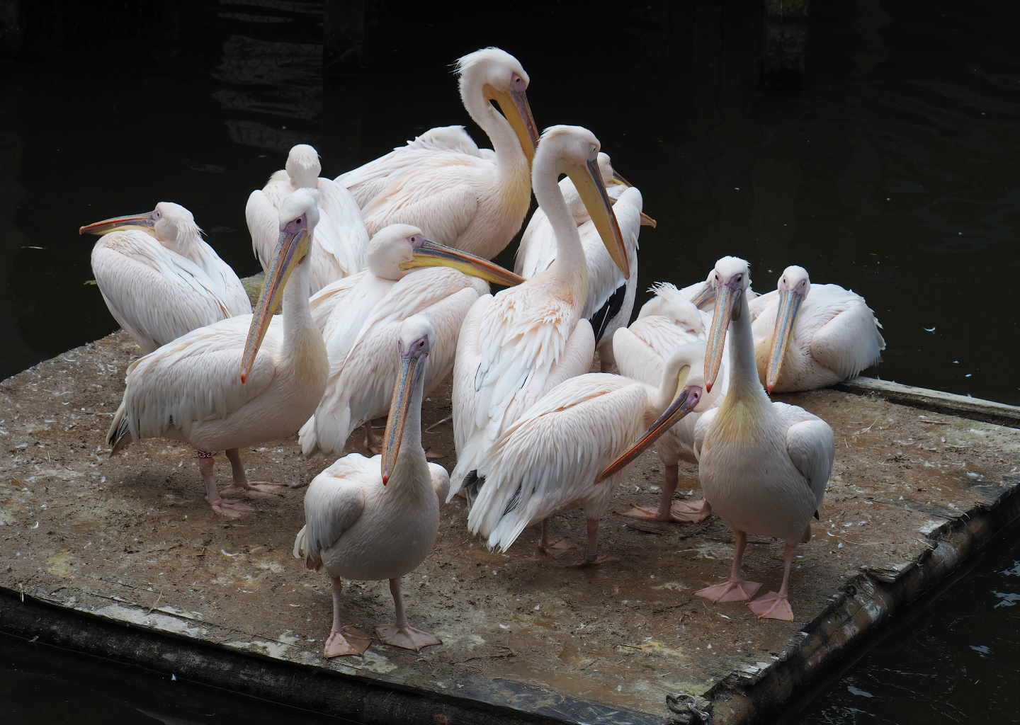 Great white pelicans (Pelacanus onocrotalus) on nesting island, 2019-10-04