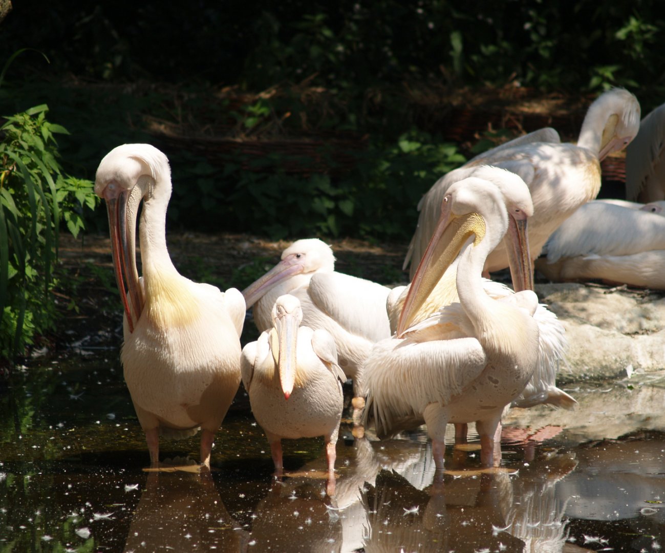 Great white pelicans (Pelecanus onocrotalus), 2006-07-08