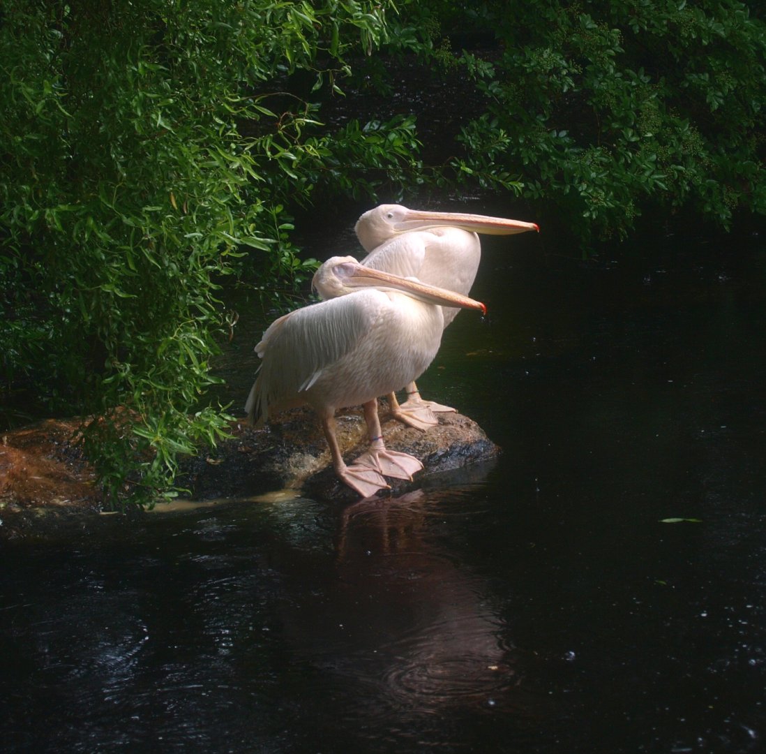Great white pelicans (Pelecanus onocrotalus), 2015-07-19