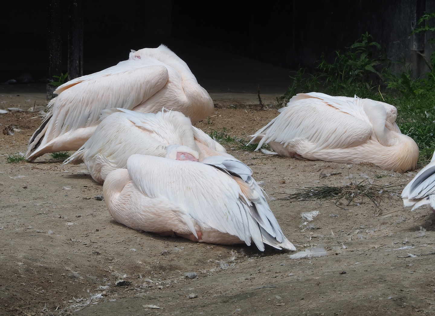 Great white pelicans (Pelecanus onocrotalus), 2022-06-12
