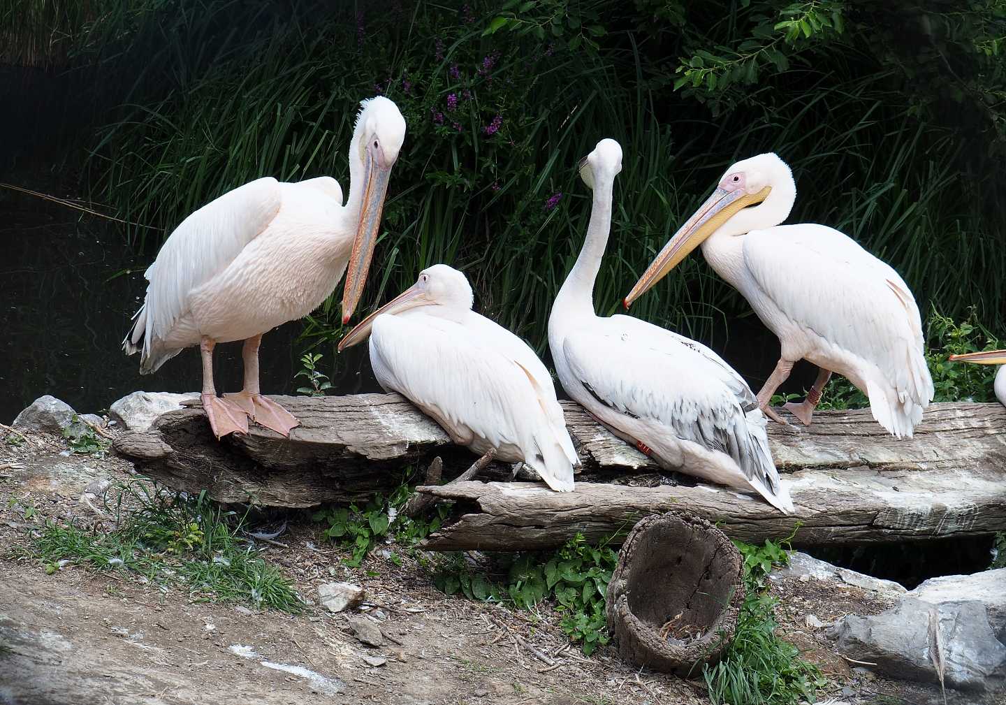 Great white pelicans (Pelecanus onocrotalus), 2022-06-28