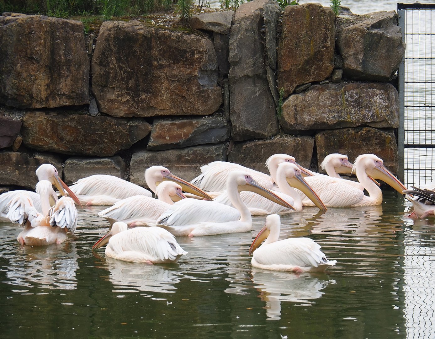 Great white pelicans (Pelecanus onocrotalus), 2023-08-15