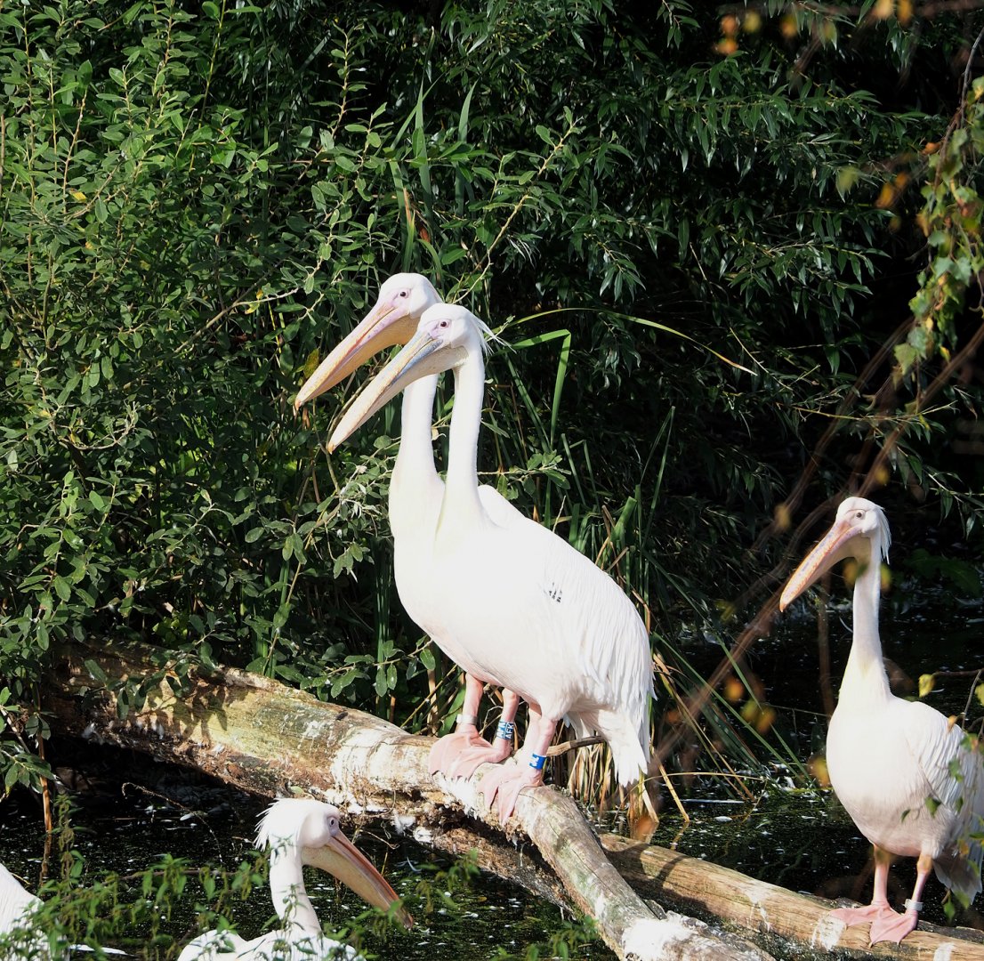 Great white pelicans (Pelecanus onocrotalus), 2023-10-07