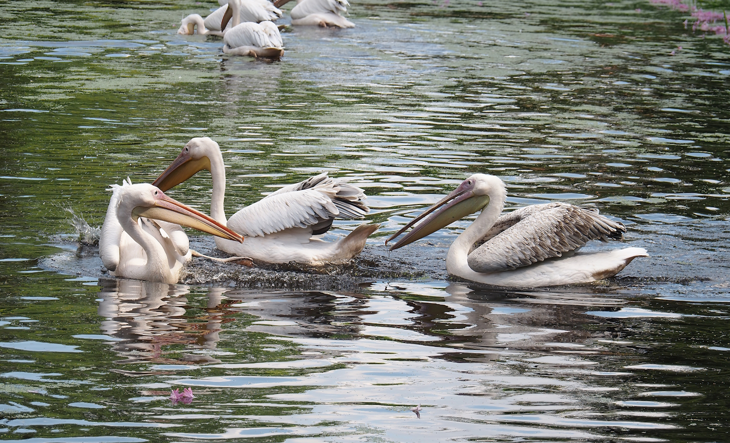 Great white pelicans (Pelecanus onocrotalus), 2024-05-23