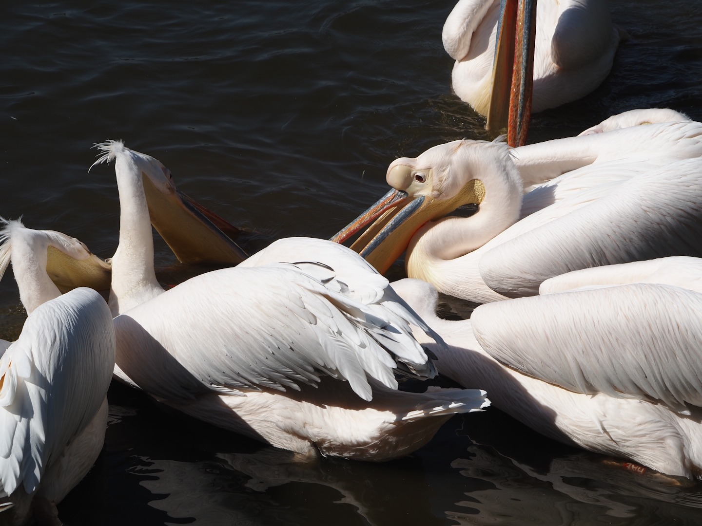 Great white pelicans (Pelecanus onocrotalus), 2024-09-17