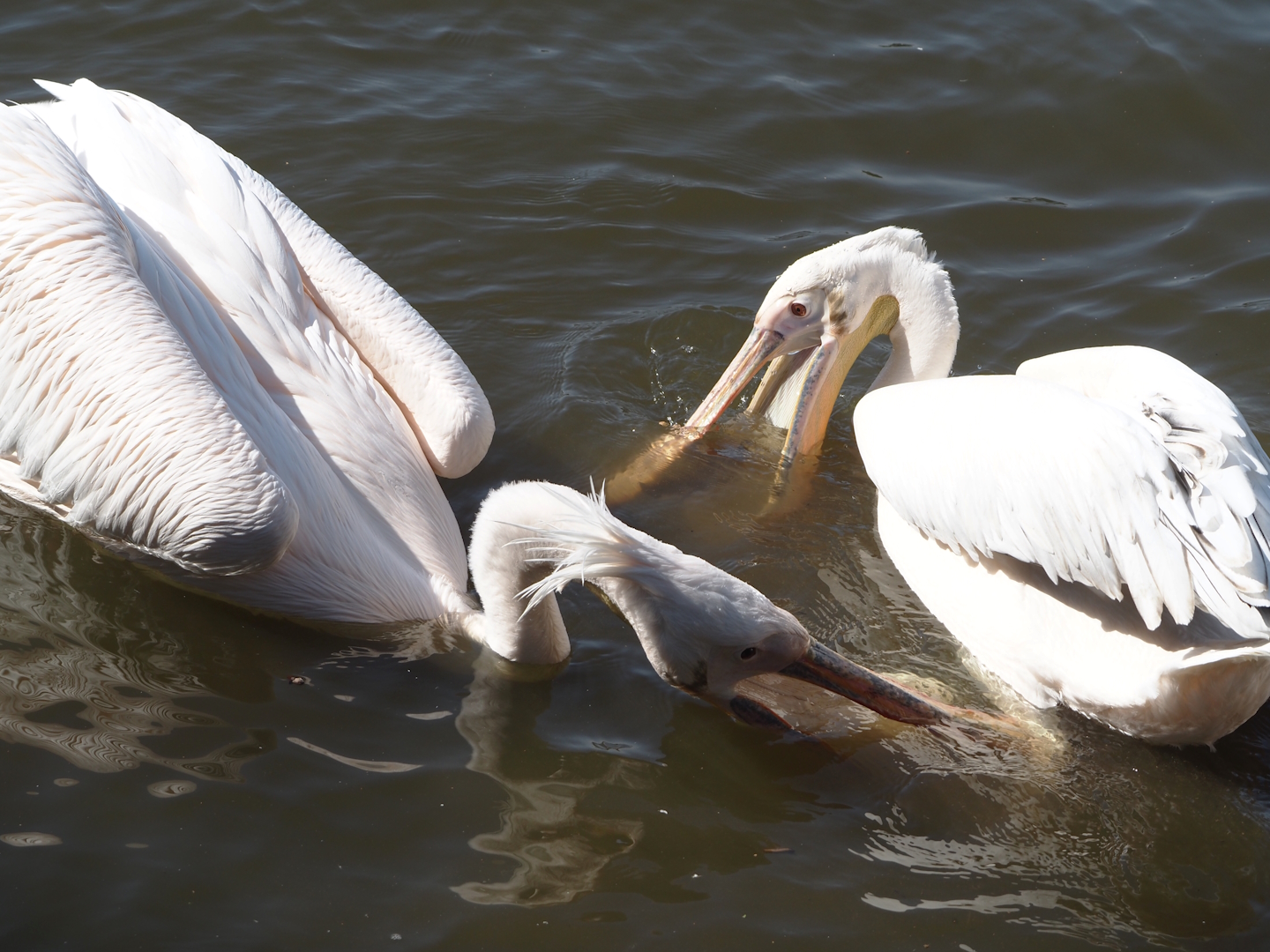 Great white pelicans (Pelecanus onocrotalus), 2024-09-17