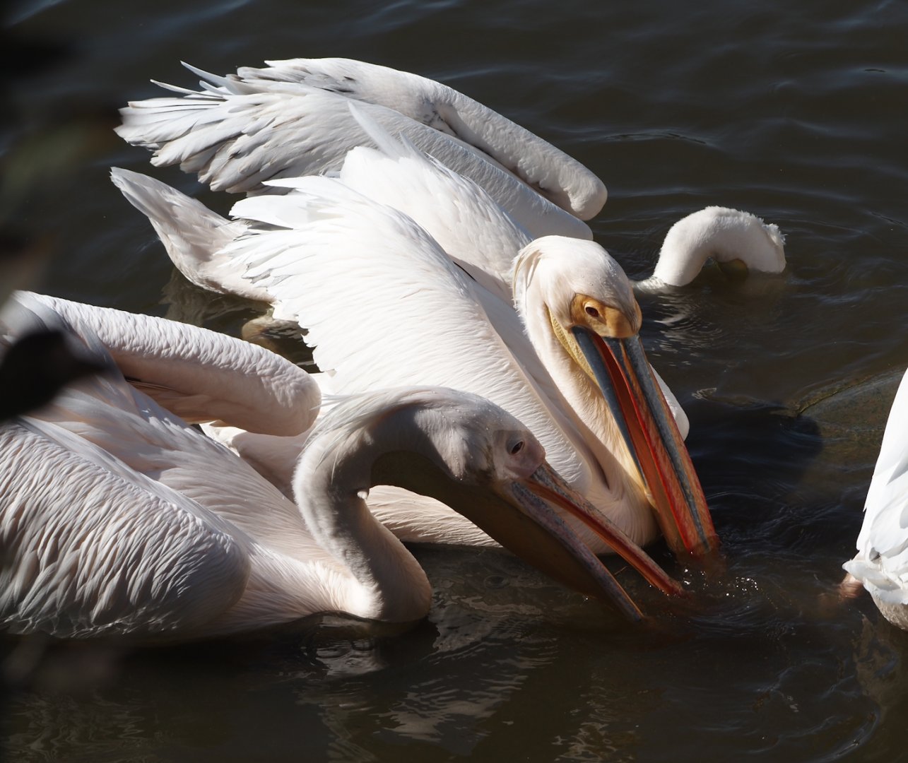 Great white pelicans (Pelecanus onocrotalus), 2024-09-17