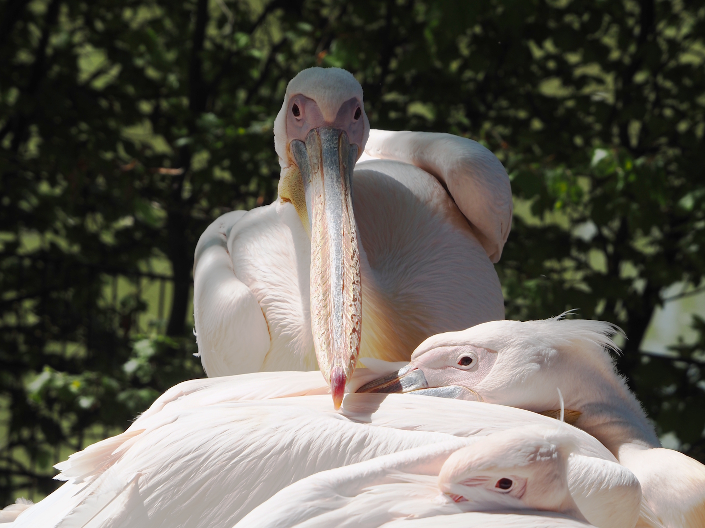 Great white pelicans (Pelecanus onocrotalus), 2025-04-30
