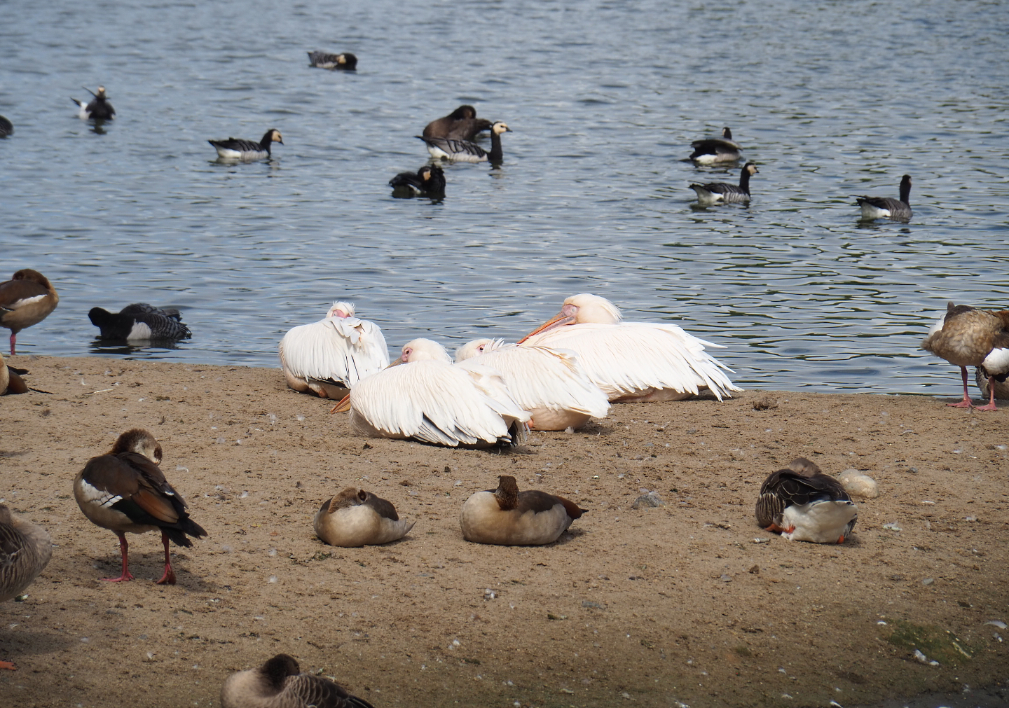 Great white pelicans (Pelecanus onocrotalus) and feral/wild geese at lakeside, 2022-09-15