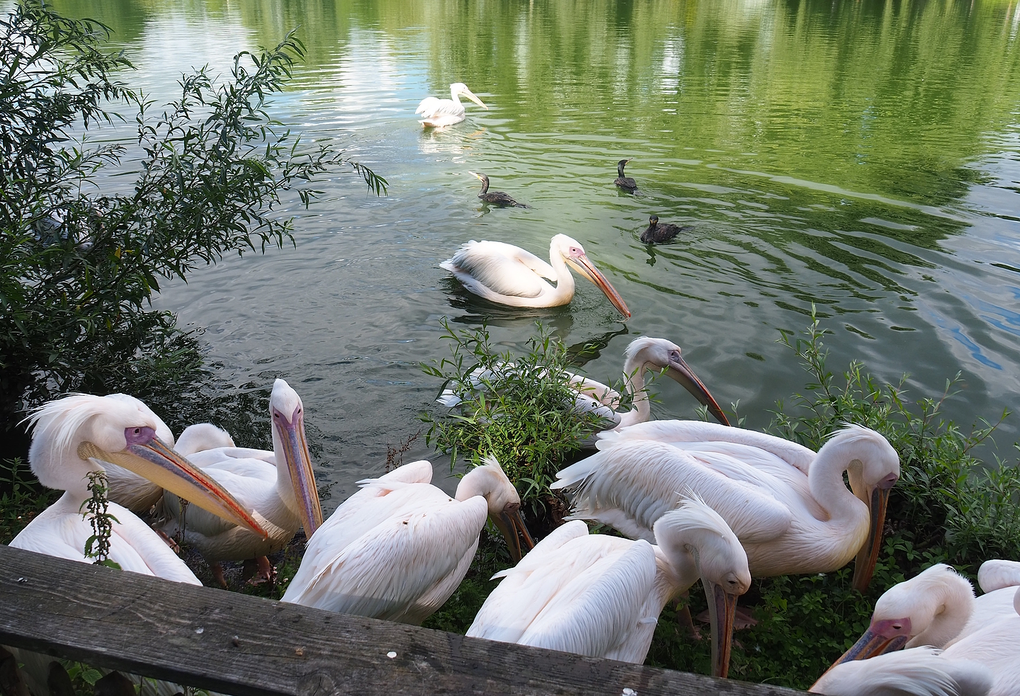 Great white pelicans (Pelecanus onocrotalus) and Great cormorants (Phalacrocorax carbo), 2022-08-28