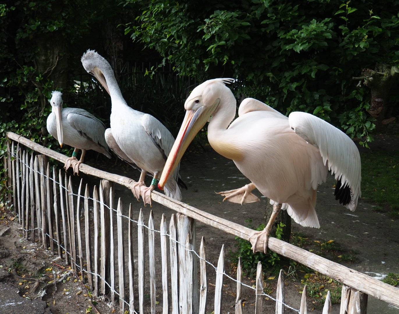 Great white pelicans (Pelecanus onocrotalus) and Pink-backed pelicans (P. rufescens), 2019-05-25