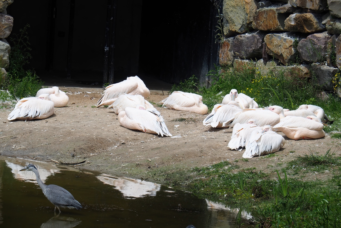 Great white pelicans (Pelecanus onocrotalus) and Wild Grey heron (Ardea cinerea), 2022-06-12
