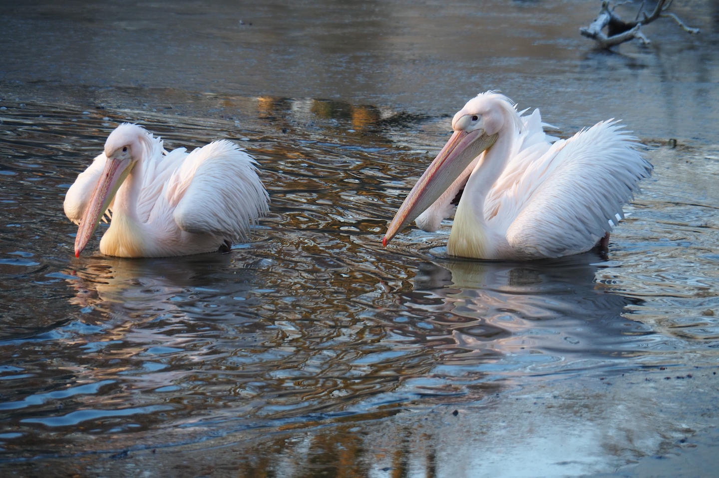 Great white pelicans (Pelecanus onocrotalus), Jan 20th, 2019