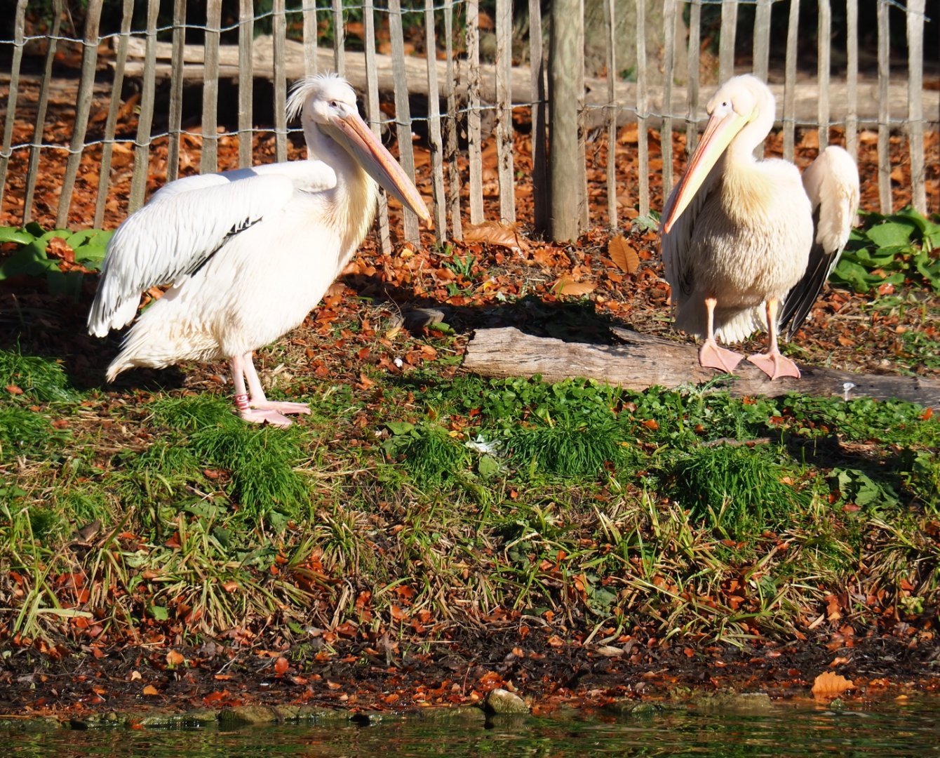 Great white pelicans (Pelecanus onocrotalus), Nov 18th, 2018
