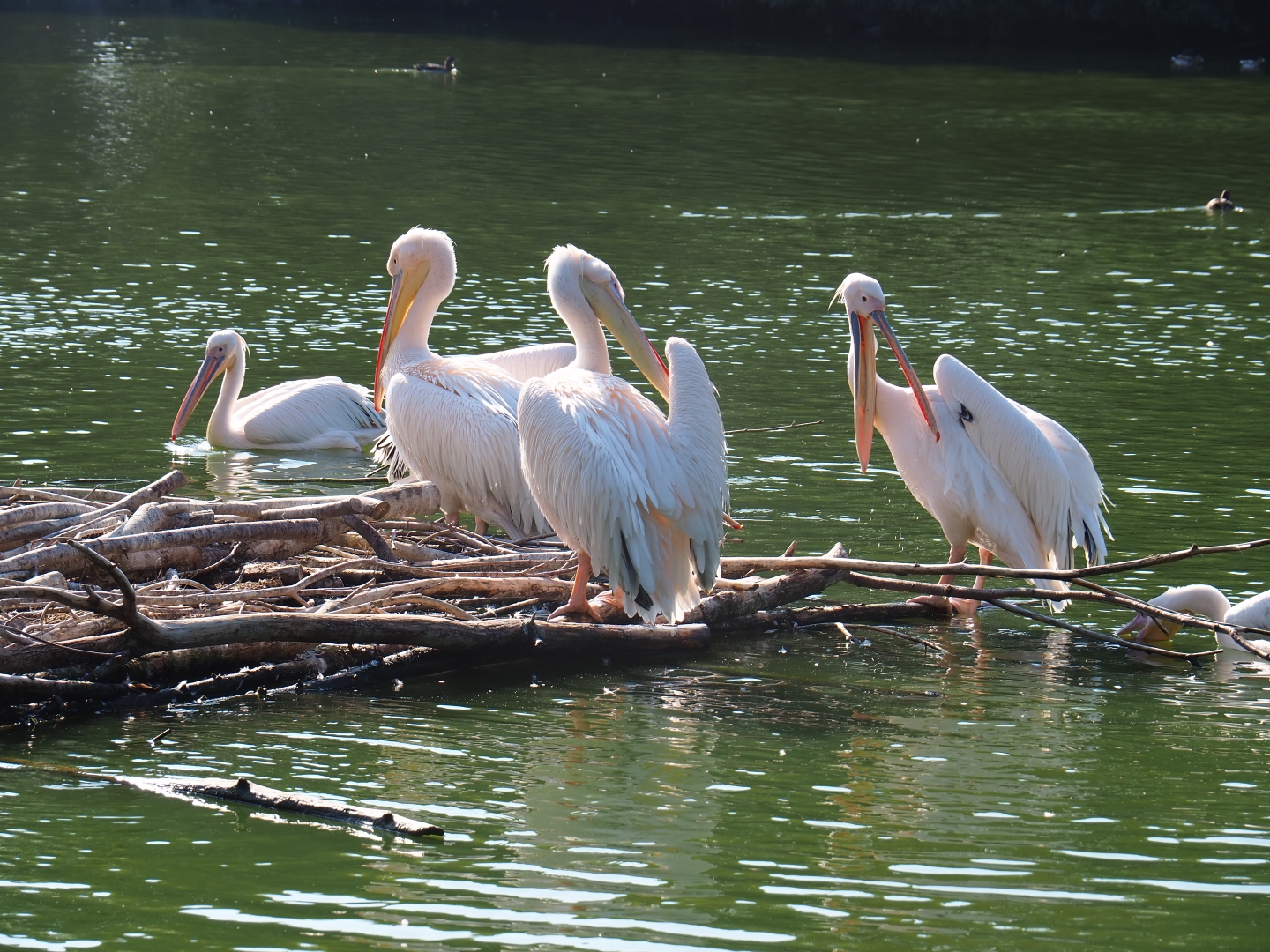 Great white pelicans (Pelecanus onocrotalus) on nesting platform, Sep 2nd, 2018