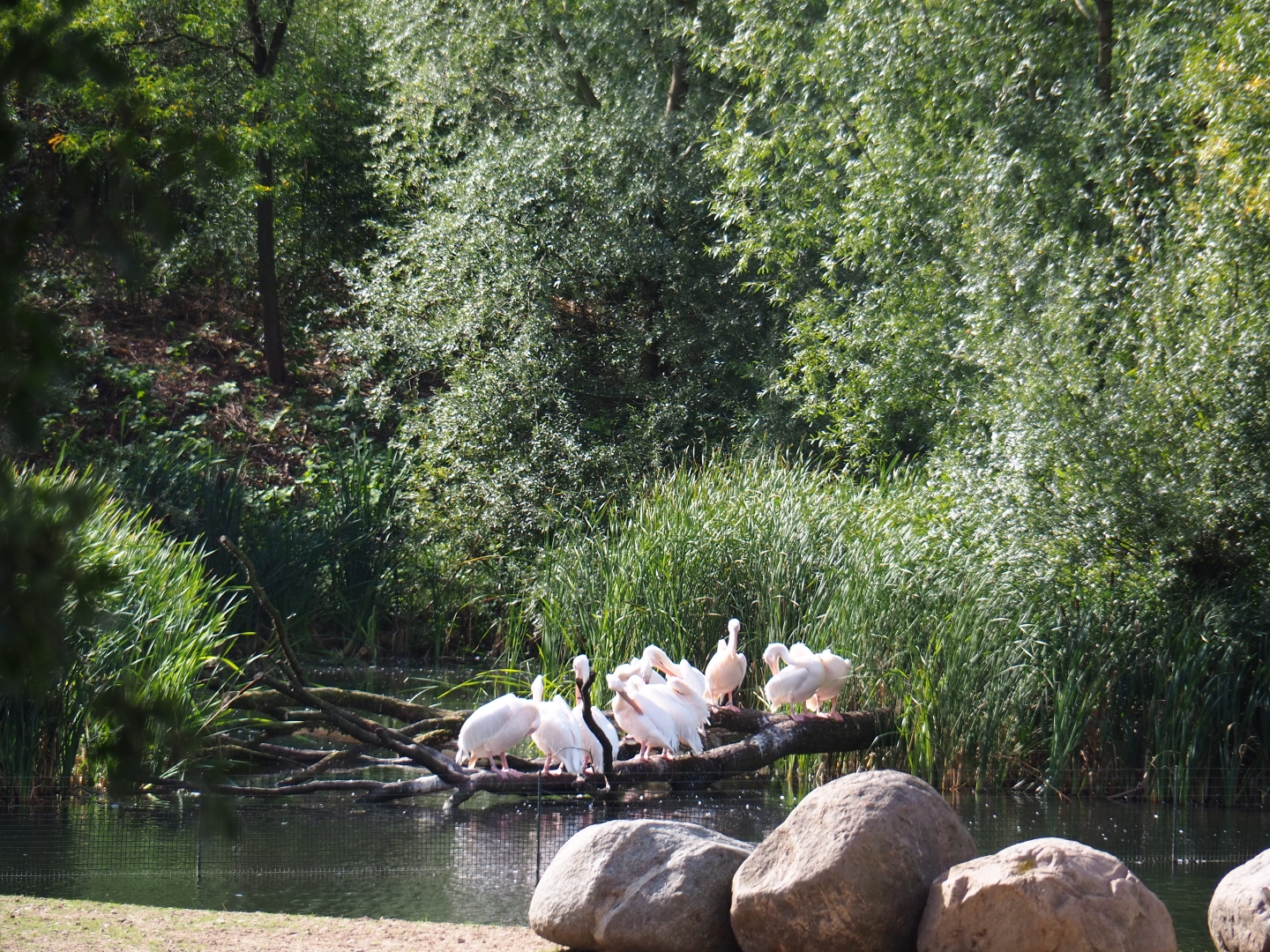 Great white pelicans (Pelecanus onocrotalus) on pond next to Safari paddock (Sep 16th, 2018)