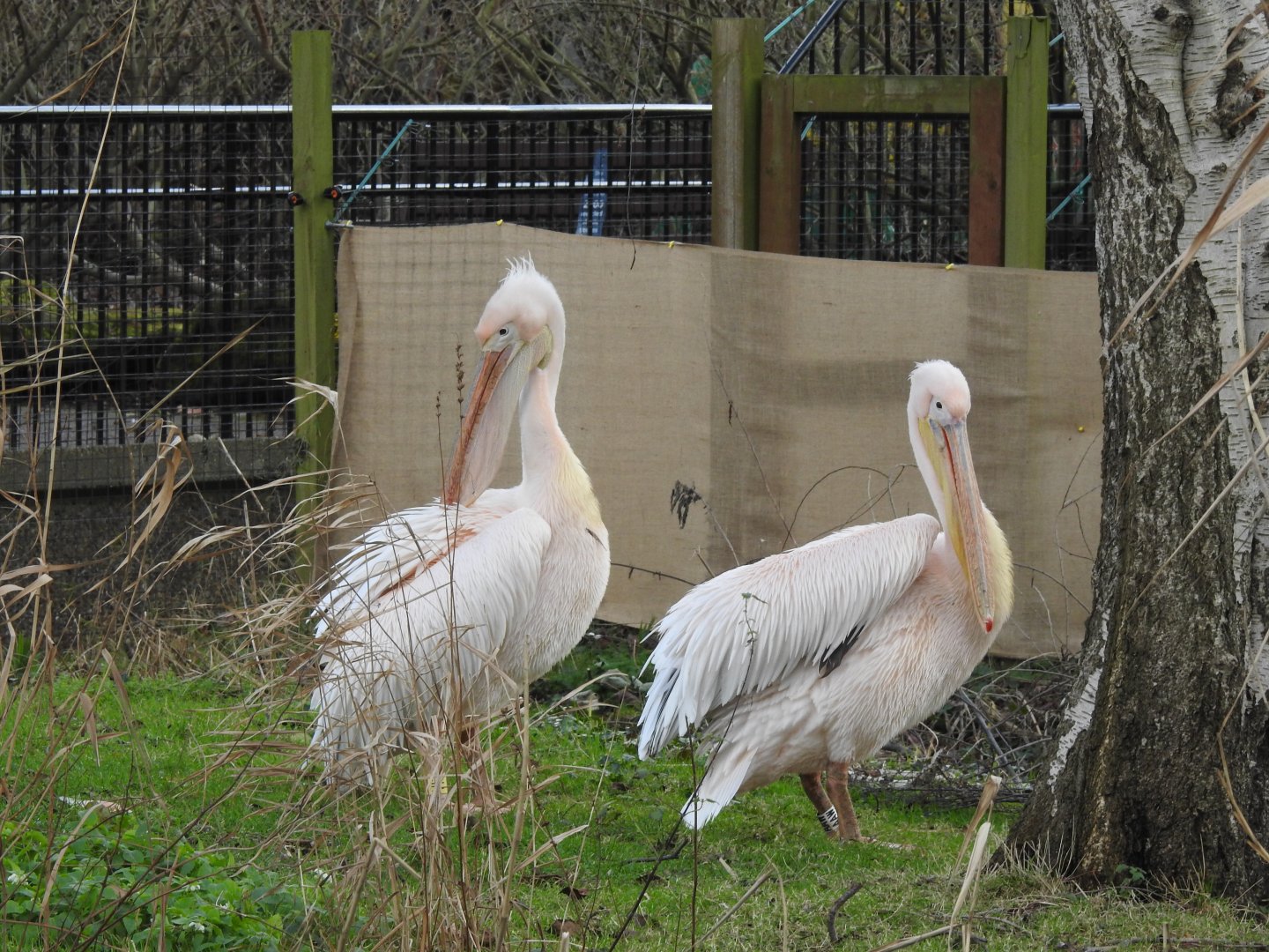 Great White Pelicans (Pelecanus onocrotalus)