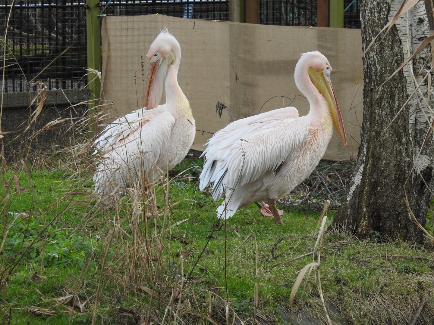Great White Pelicans (Pelecanus onocrotalus)