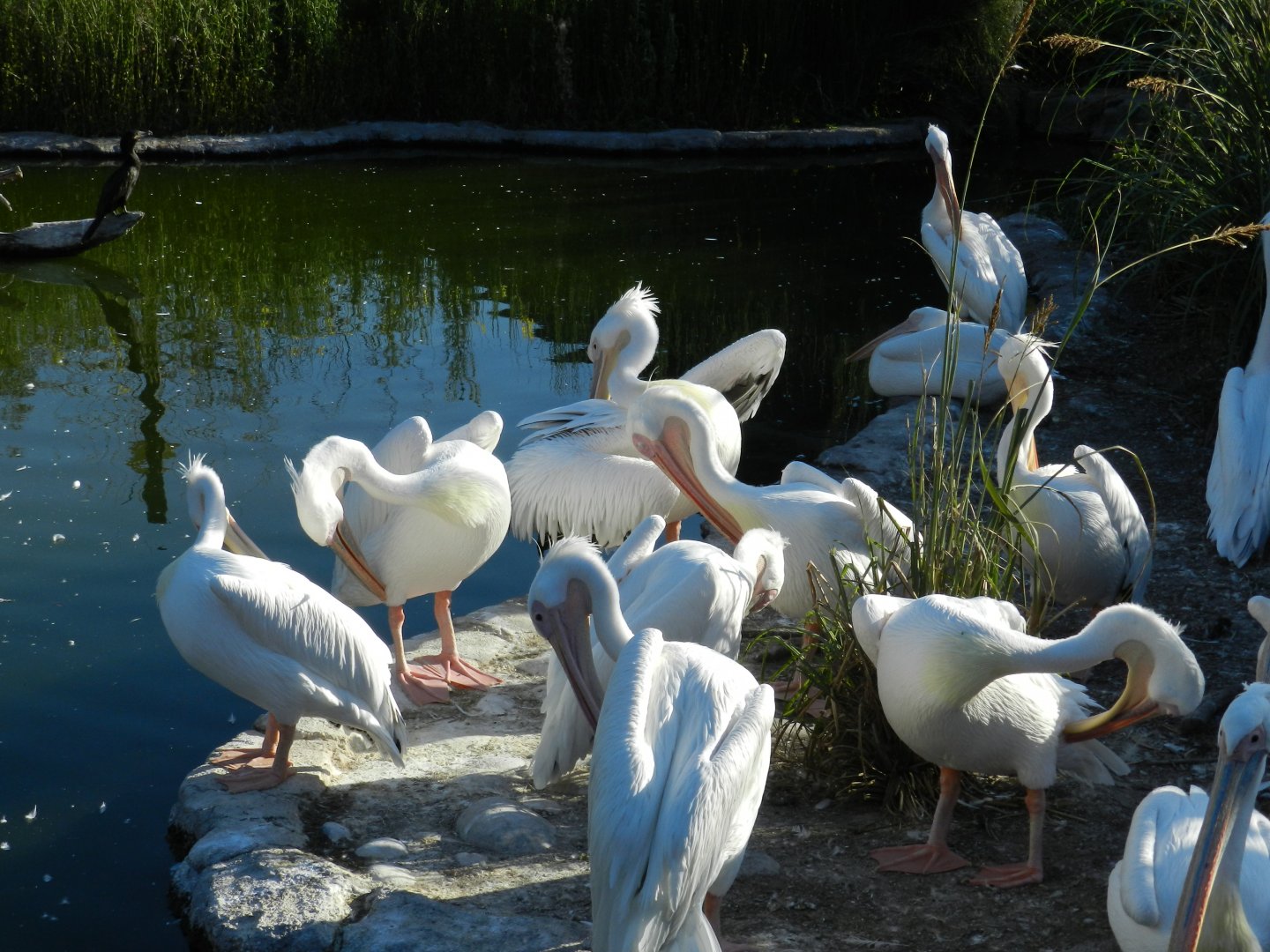 Great white pelicans - Temaiken
