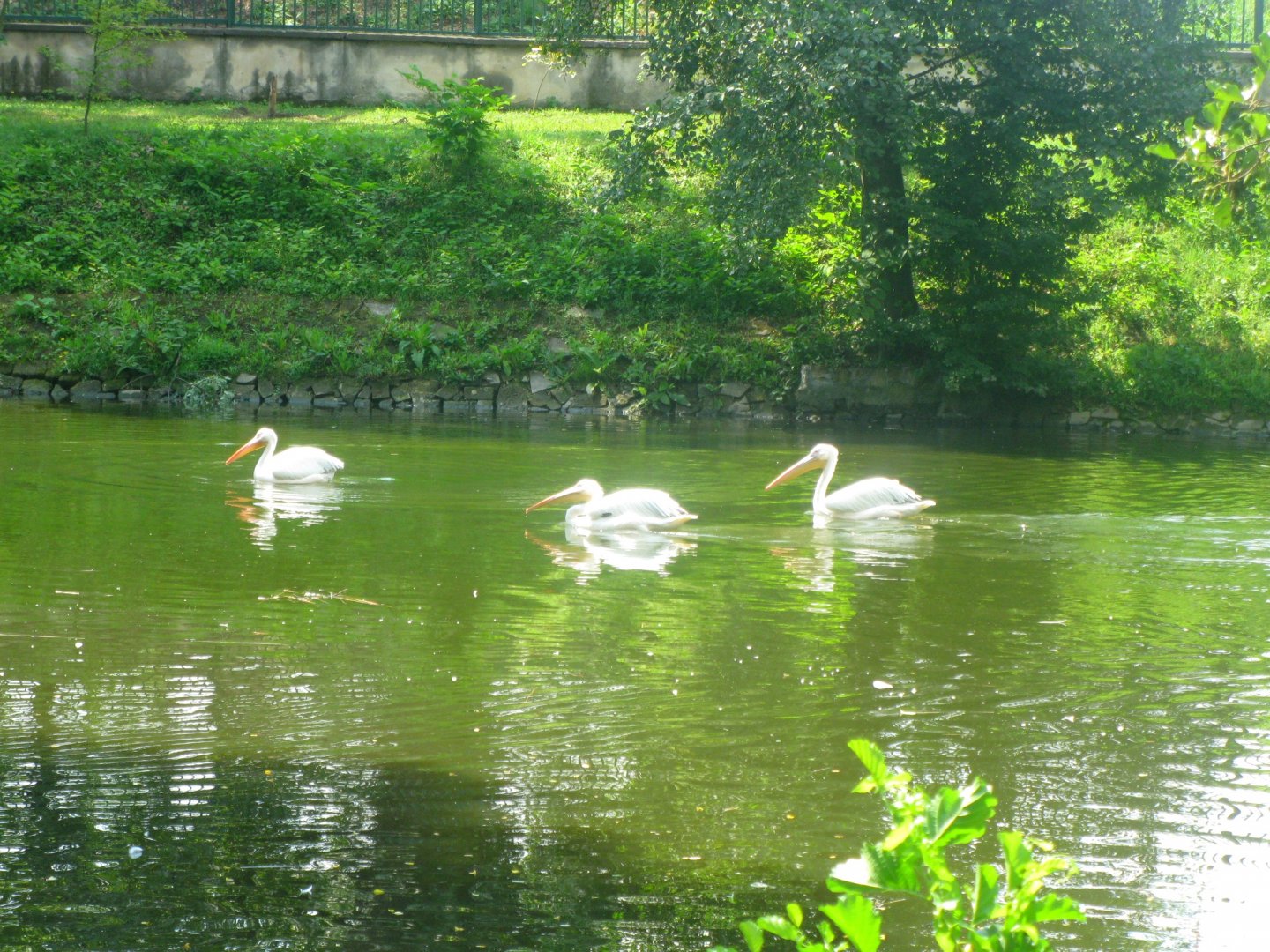 Great White Pelicans trio