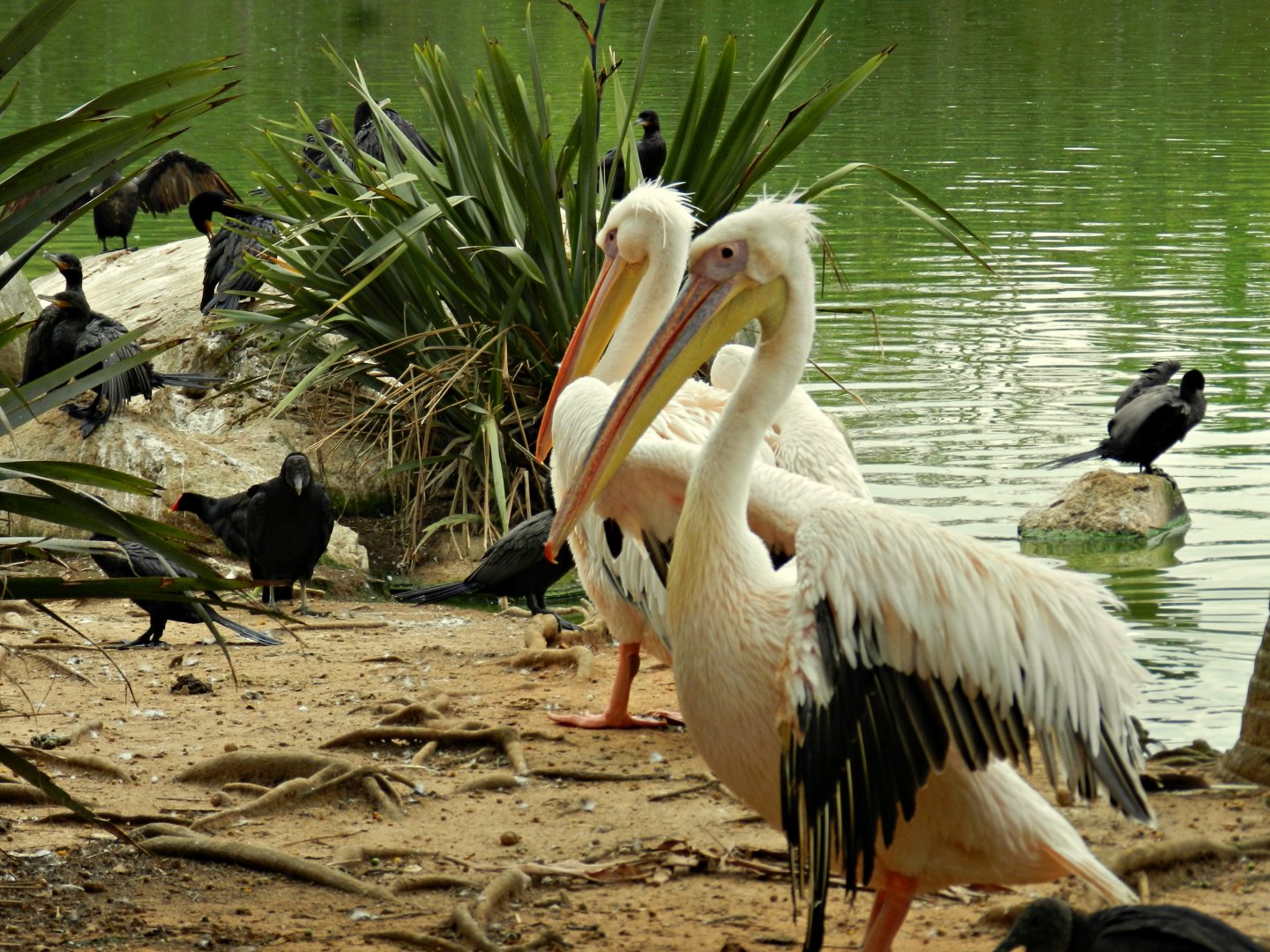 Great-white pelicans - Zoo São Paulo