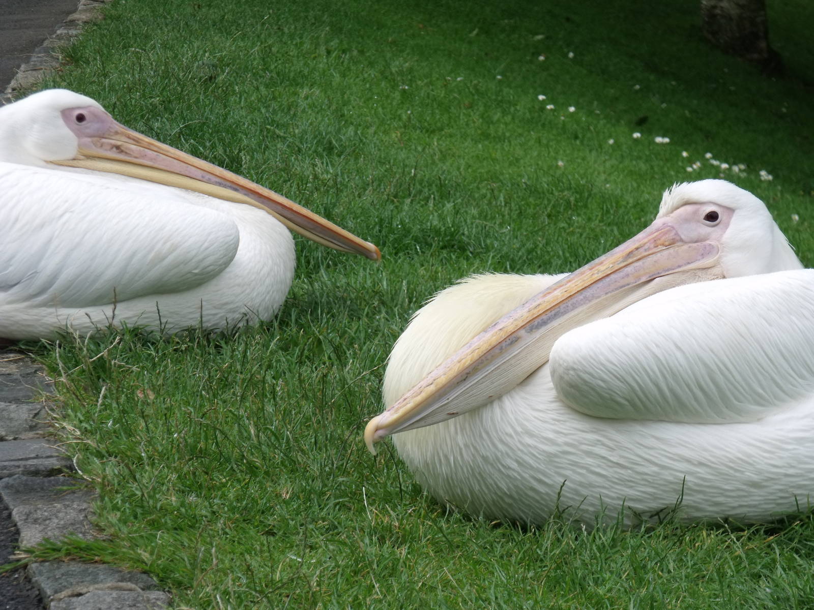 Great White Pelicans