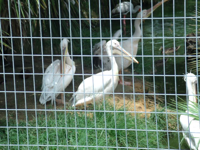 Great White Pelicans