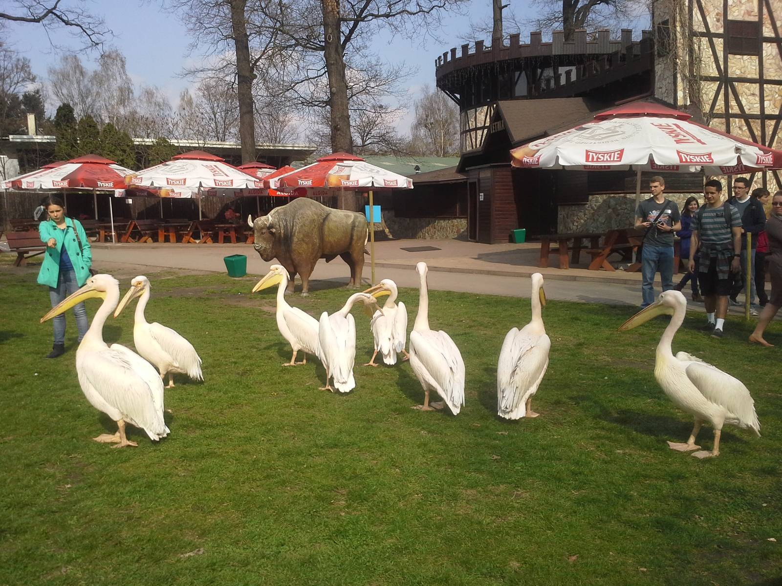 Great White Pelicans