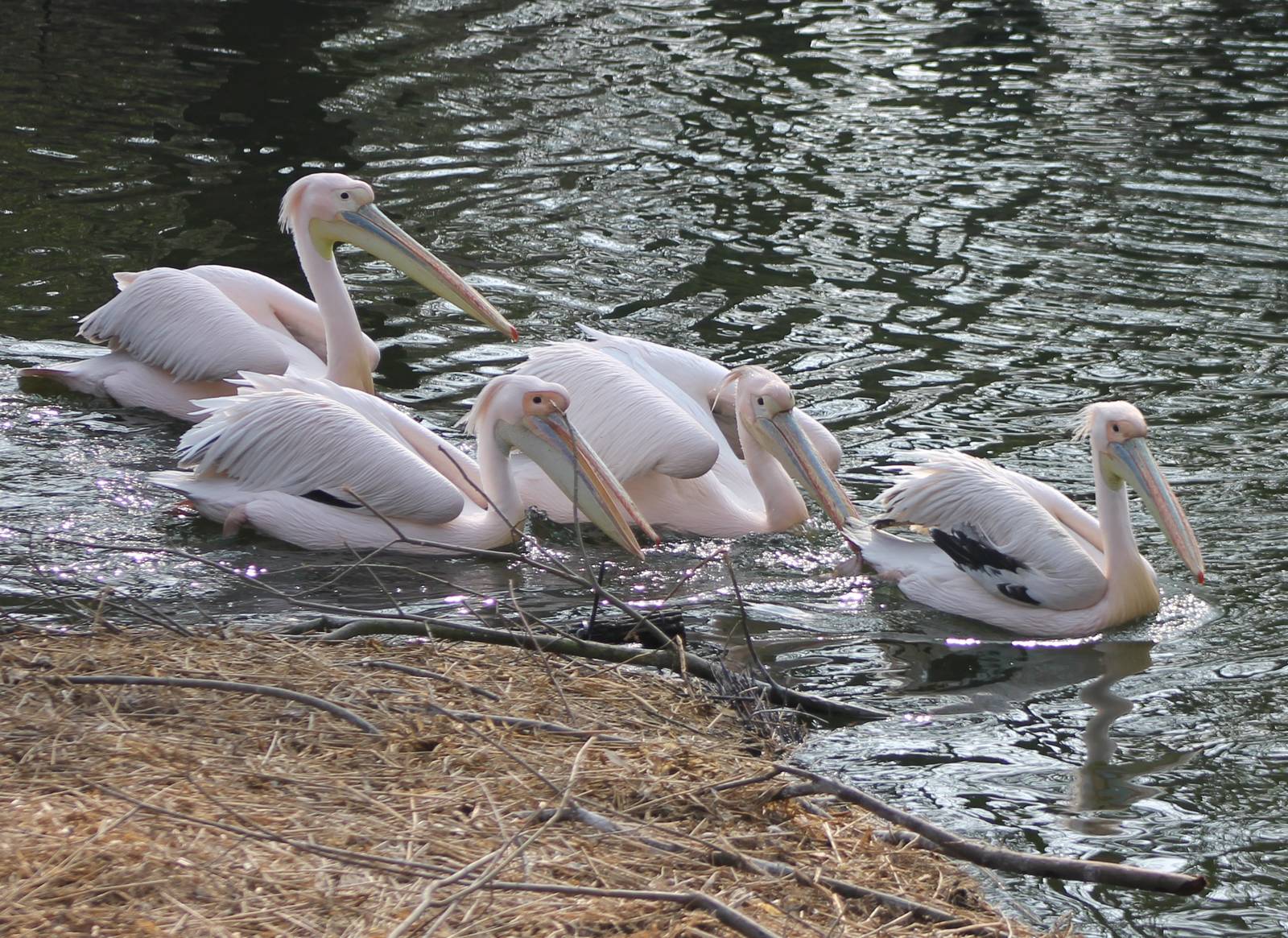 Great white pelicans