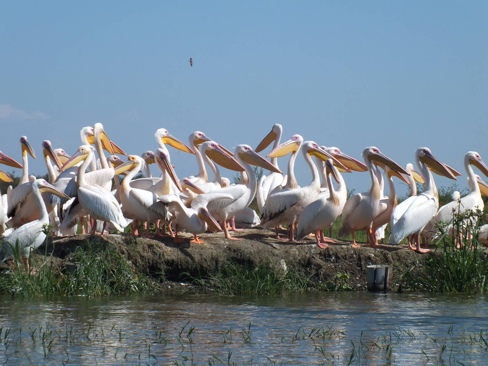 Great White Pelicans