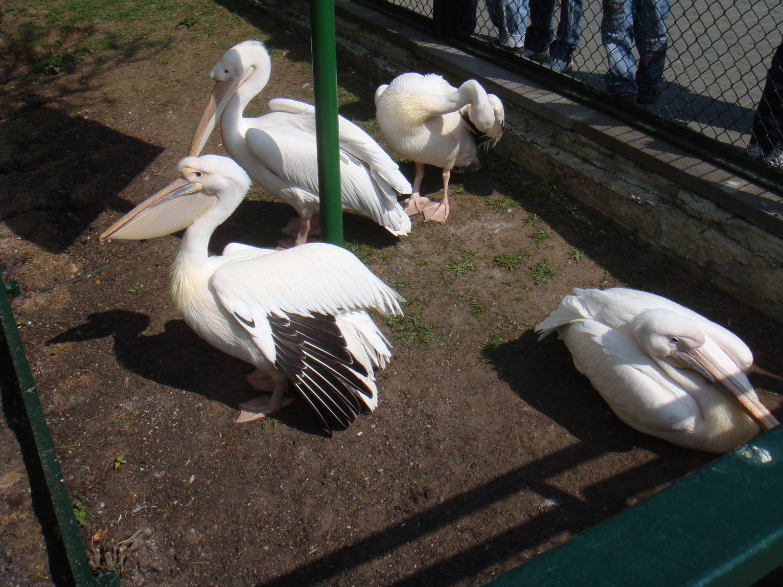 Great white pelicans