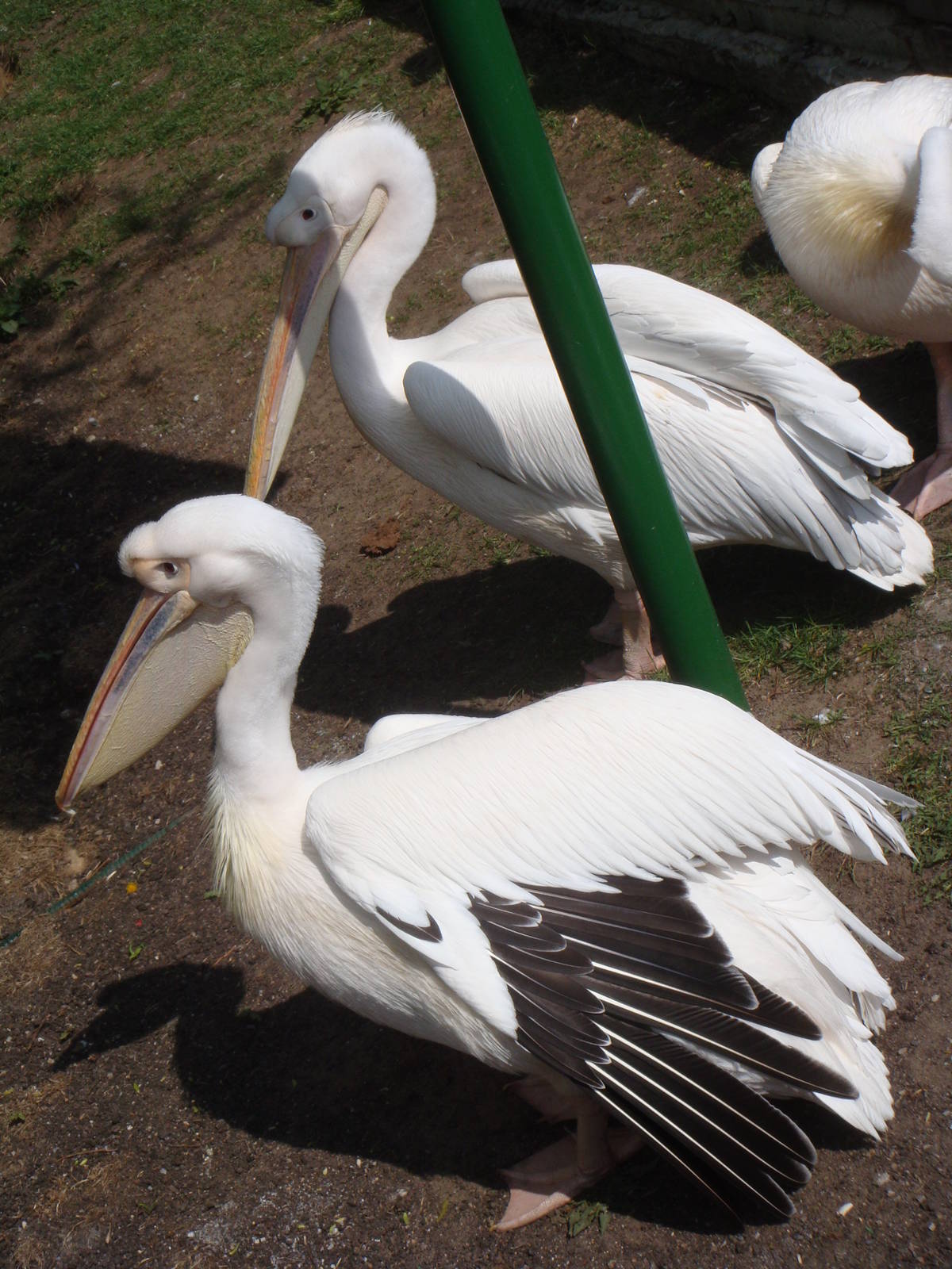 Great white pelicans