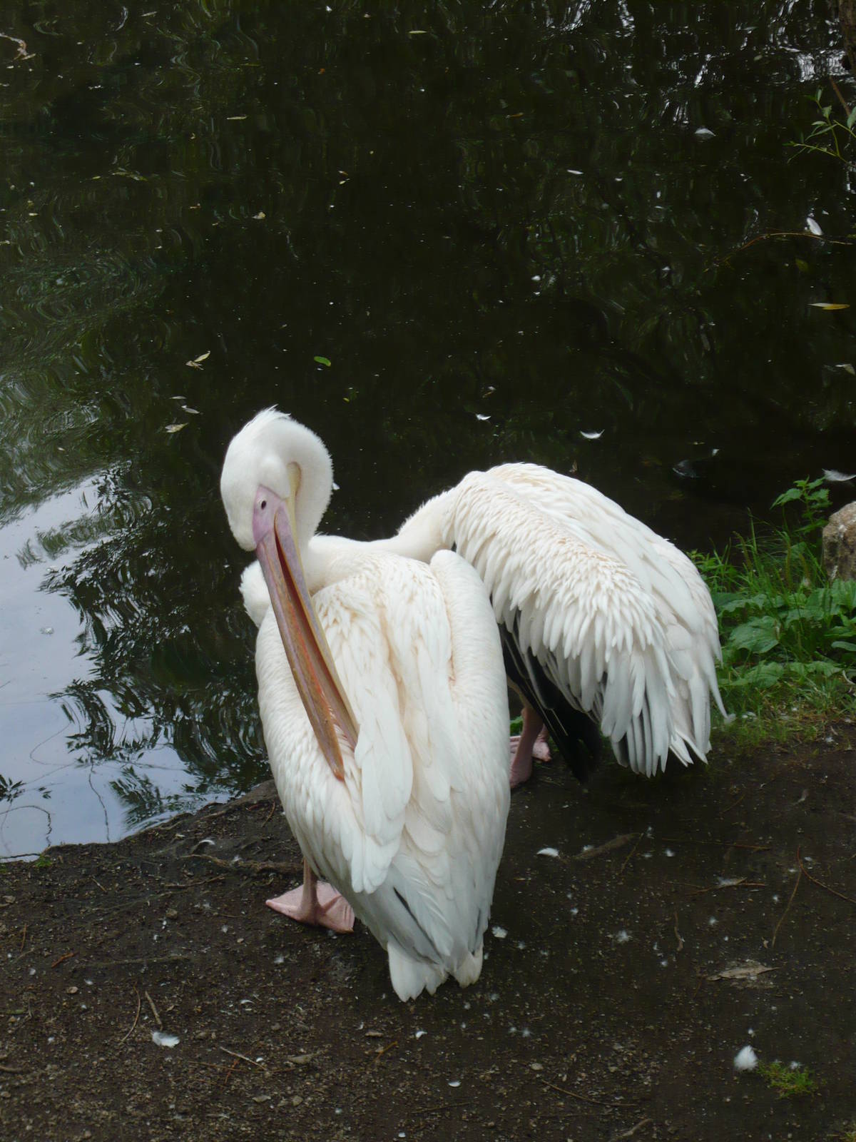 Great white pelicans