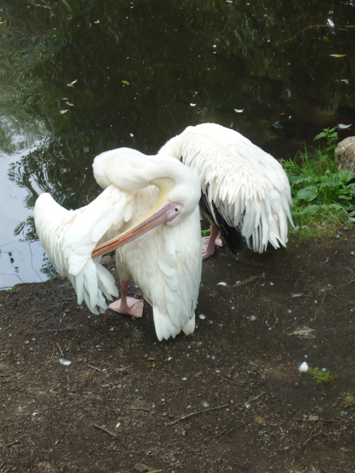Great white pelicans