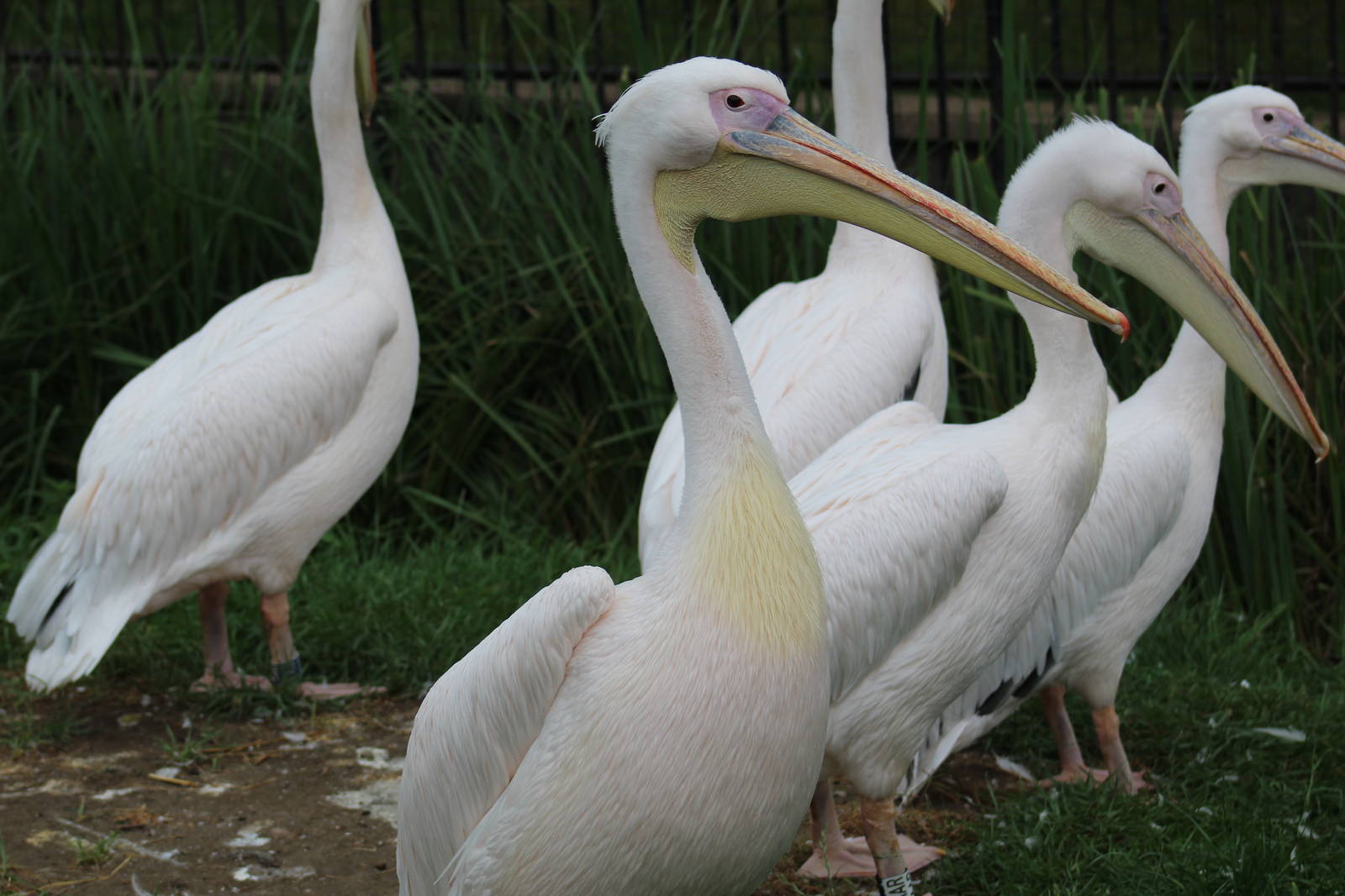 Great White Pelicans