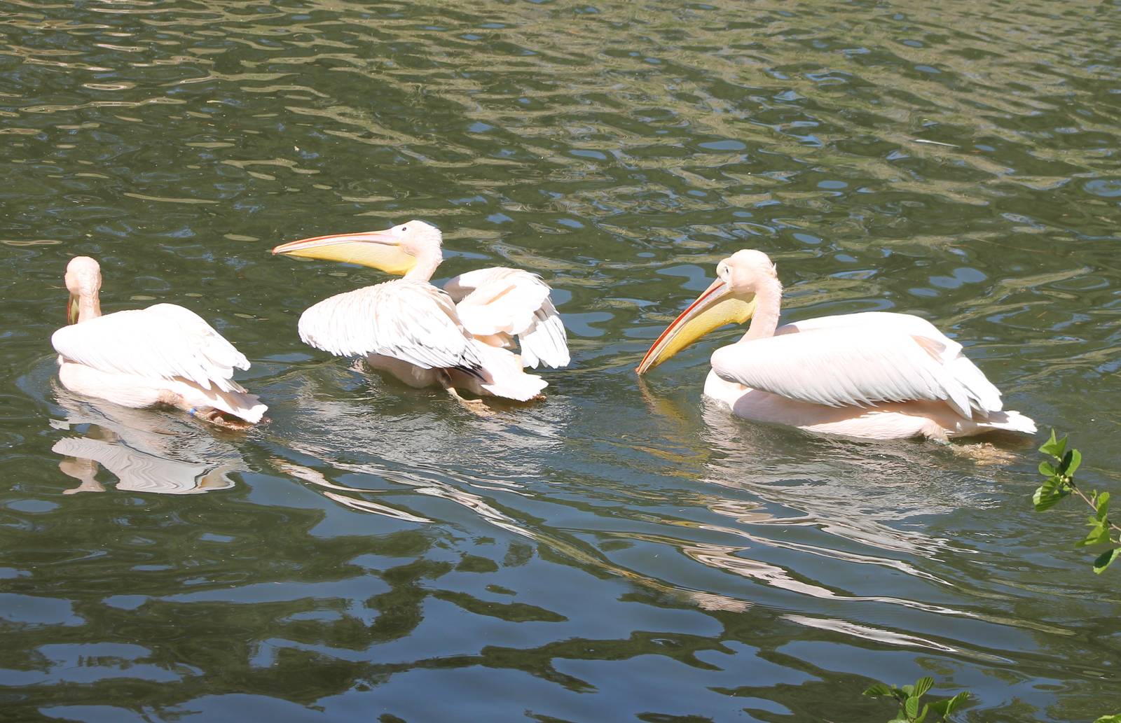 Great white pelicans