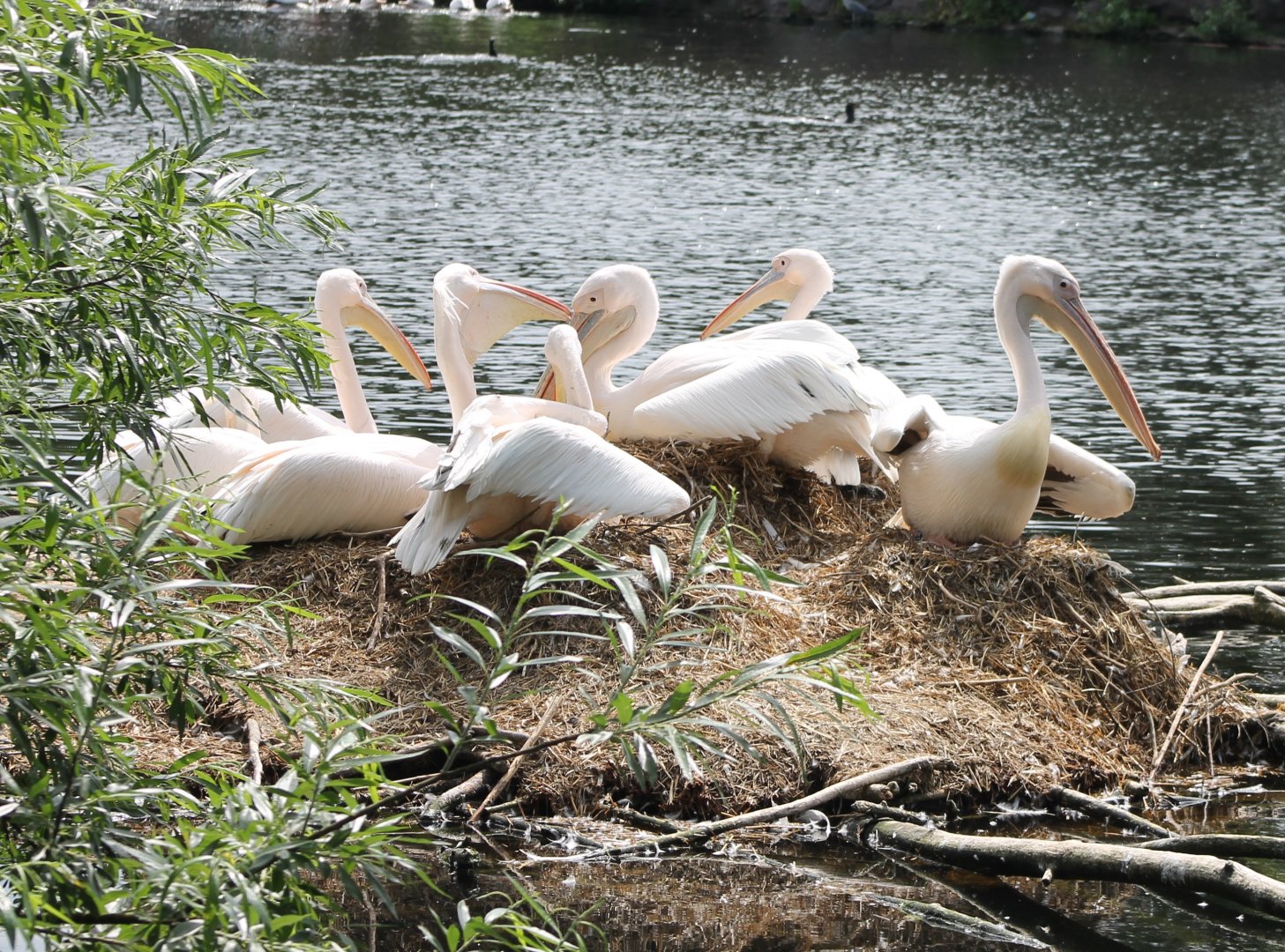 Great white pelicans