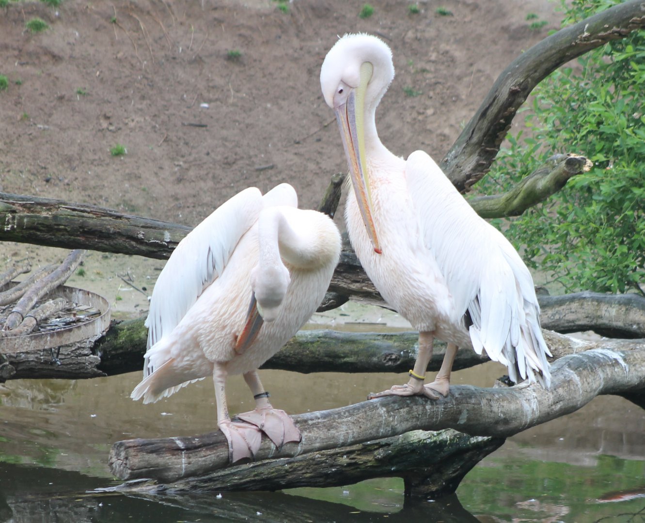 Great white pelicans