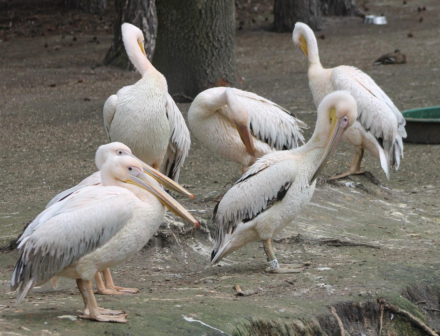 Great white pelicans